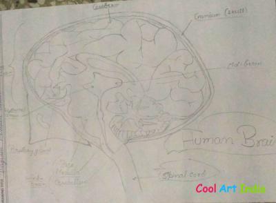 human brain 