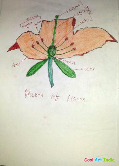 parts of flower